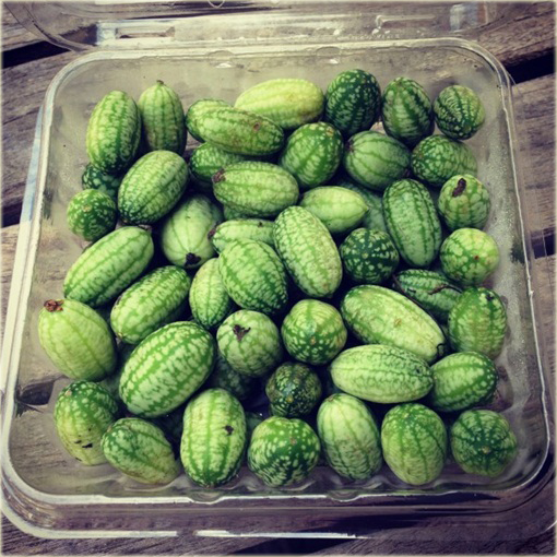 Arbuz MINI Kukamelon Cucamelon