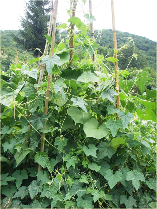 Arbuz MINI Kukamelon Cucamelon