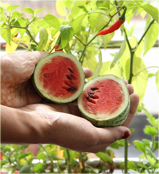 Arbuz mini Citrullus lanatus mini