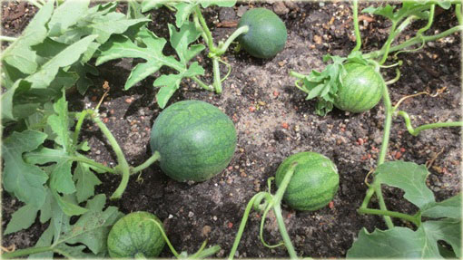 Arbuz mini Citrullus lanatus mini