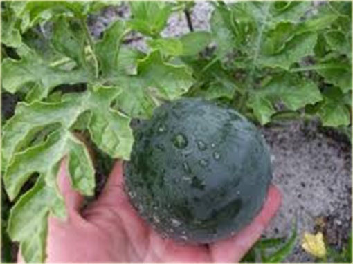 Arbuz mini Citrullus lanatus mini