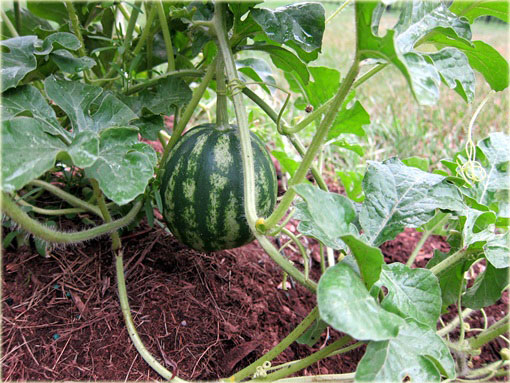 Arbuz mini Citrullus lanatus mini