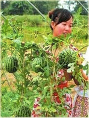 Arbuz mini Citrullus lanatus mini
