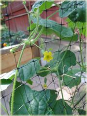 Arbuz MINI Kukamelon Cucamelon
