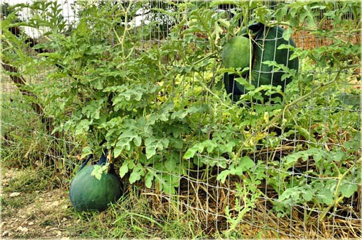 Arbuz ogrodowy Citrullus lanatus