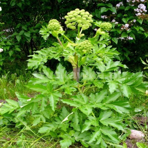 Arcydzięgiel litwor, Archangelica officinalis, Dzięgiel litwor