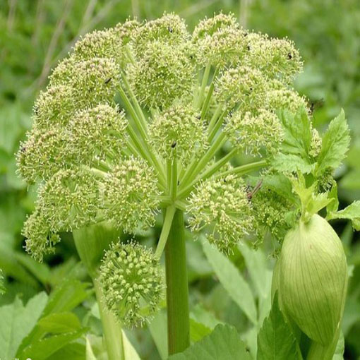 Arcydzięgiel litwor, Archangelica officinalis, Dzięgiel litwor