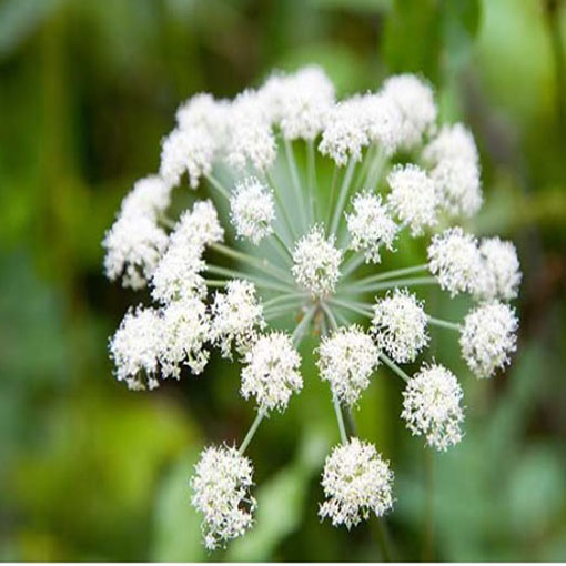 Arcydzięgiel litwor, Archangelica officinalis, Dzięgiel litwor