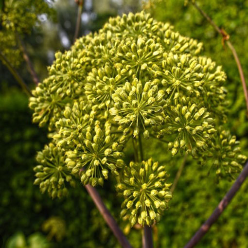 Arcydzięgiel litwor, Archangelica officinalis, Dzięgiel litwor