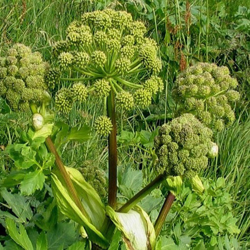 Arcydzięgiel litwor, Archangelica officinalis, Dzięgiel litwor