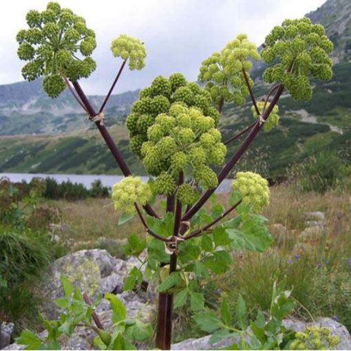 Arcydzięgiel litwor, Archangelica officinalis, Dzięgiel litwor