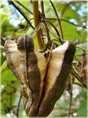 Aristolochia littoralis pnącze ozdobne