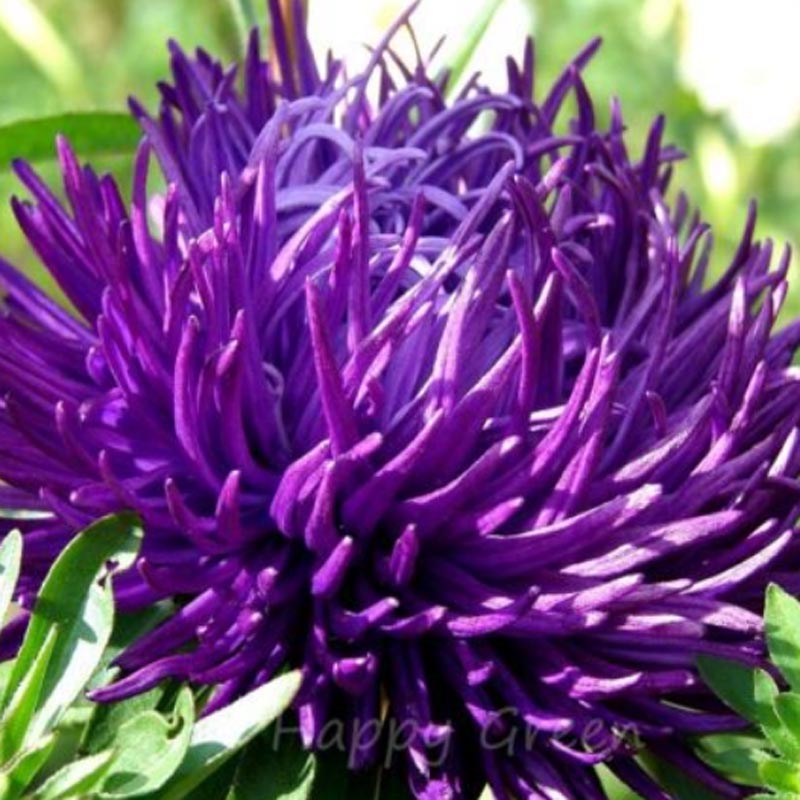 Nasiona Aster chiński pełny fiolet, Aster callistephus chinensis