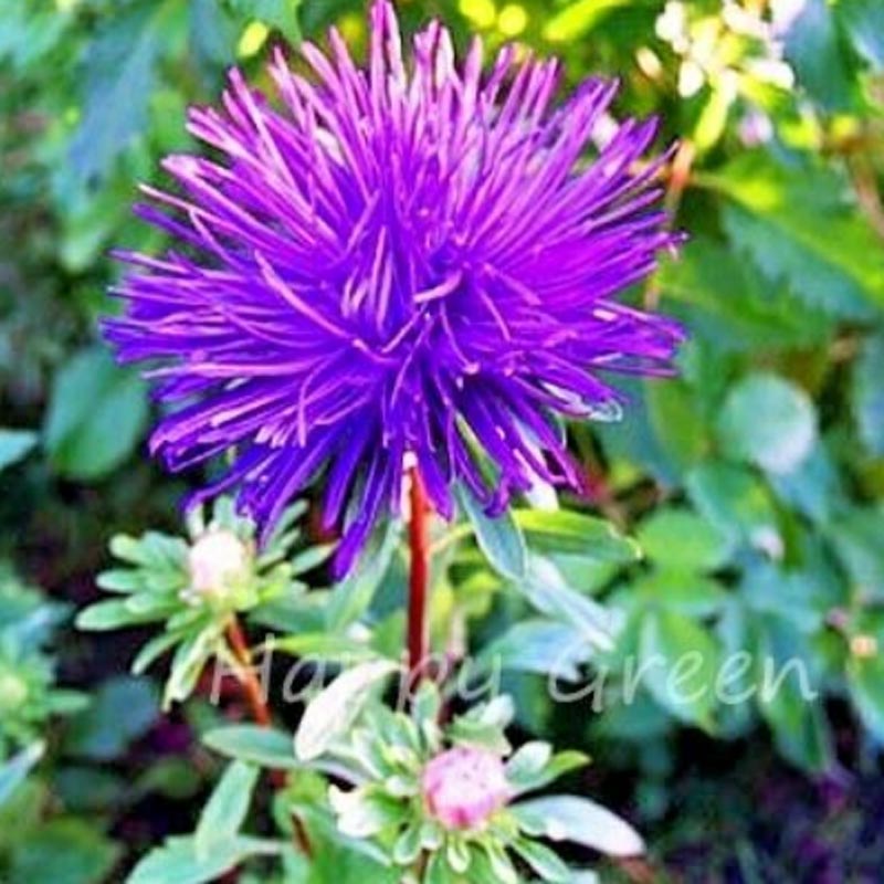 Nasiona Aster chiński pełny fiolet, Aster callistephus chinensis