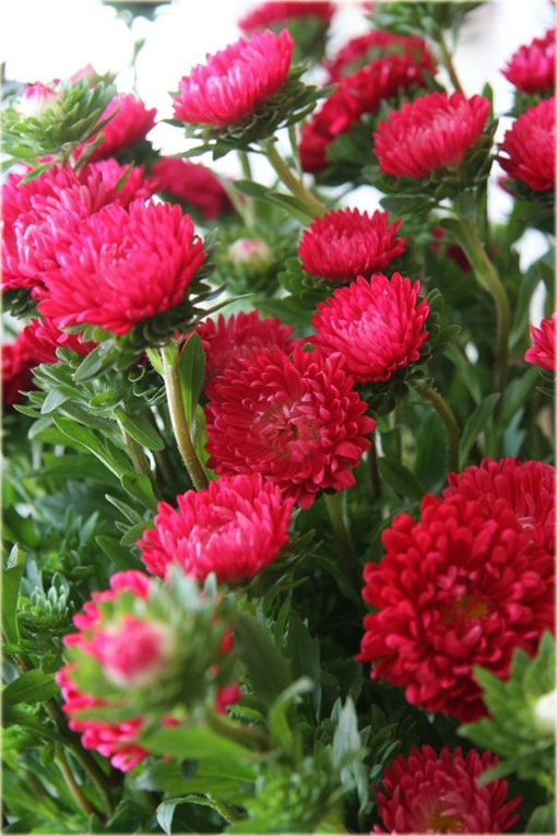 Aster chiński karłowy czerwony, gwiazdosz chiński