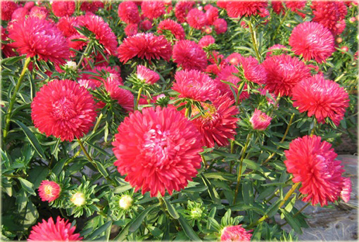 Aster chiński karłowy czerwony, gwiazdosz chiński