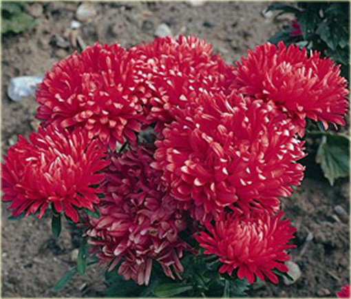 Aster chiński karłowy czerwony, gwiazdosz chiński