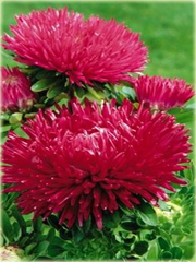 Aster chiński karłowy czerwony, gwiazdosz chiński