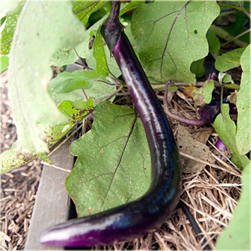 Bakłażan długi Wąż