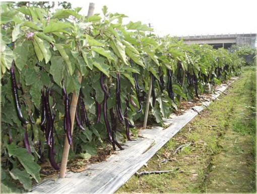 Bakłażan długi Wąż