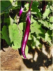 Bakłażan długi Wąż