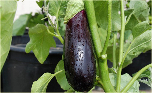 Bakłażan fioletowy