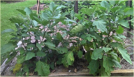 Nasiona Bakłażan fioletowy, Solanum melongena