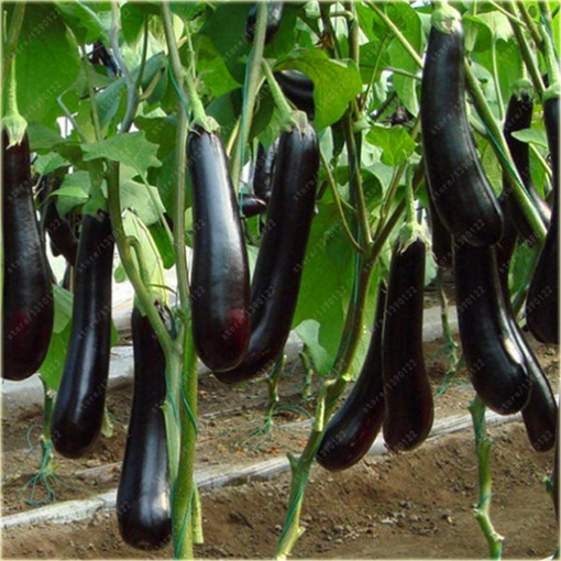 Bakłażan fioletowy