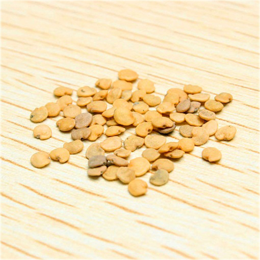 Bakłażan fioletowy