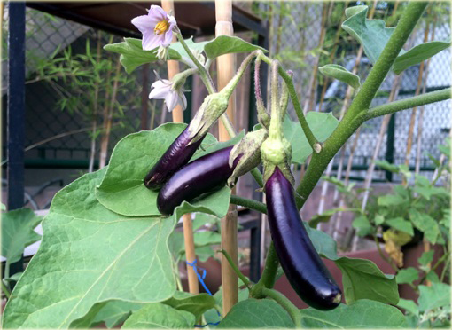 Nasiona Bakłażan fioletowy, Solanum melongena