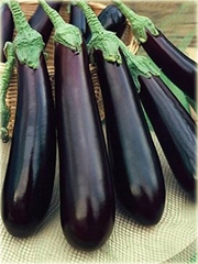 Bakłażan fioletowy