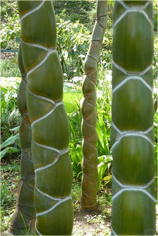 Bambus skrętny niezwykle rzadka odmiana