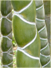 Bambus skrętny niezwykle rzadka odmiana
