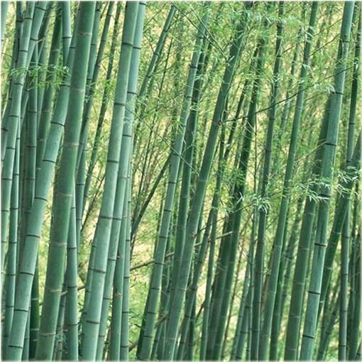 Bambus zielony łatworosnący