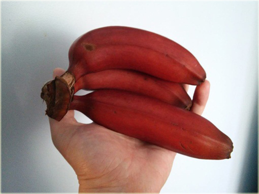 Banan czerwony jadalny Musa