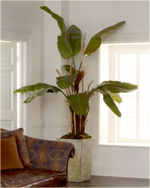 Banan czerwony jadalny Musa