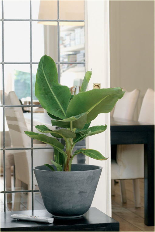 Banan czerwony jadalny Musa