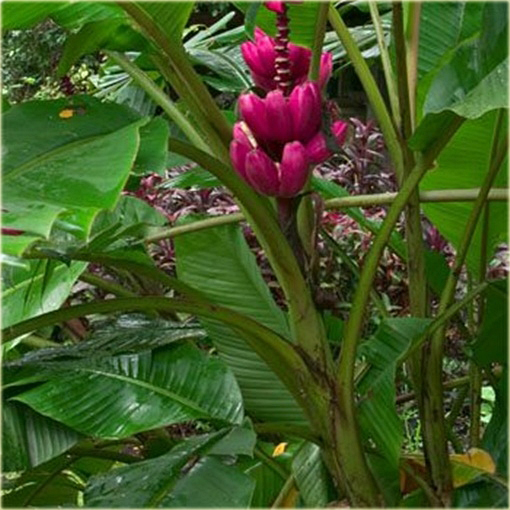 Banan czerwony jadalny Musa