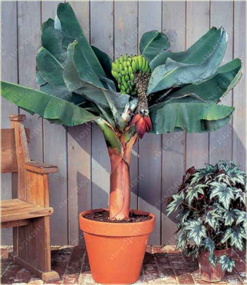 Banan domowy, bananowiec