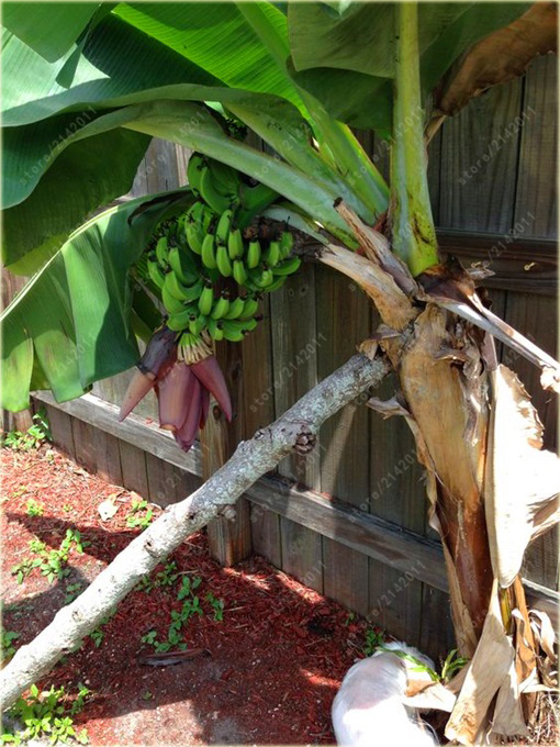 Banan domowy, bananowiec