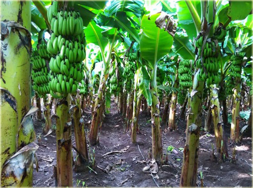 Banan domowy, bananowiec