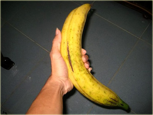 Banan Gigant