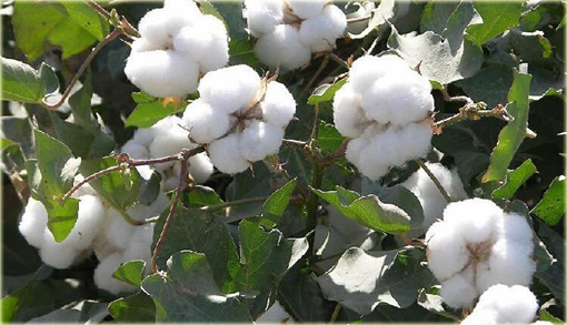 Bawełna, bawełnica - oryginał na plantację bawełny