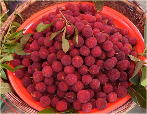 Bayberry Chińska truskawka, waxberry, Woskownica czerwona Morella rubra