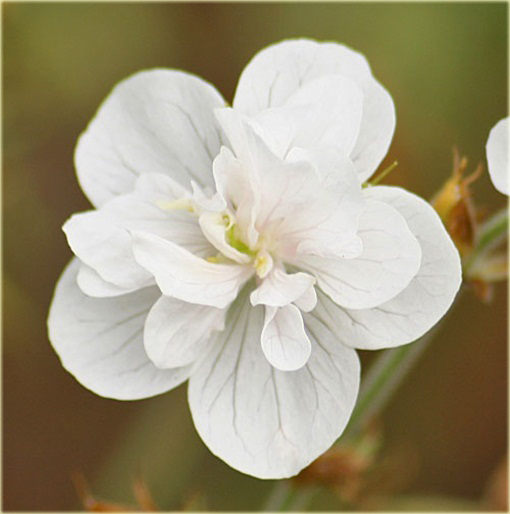 Bodziszek pełny biały Letnie Niebo