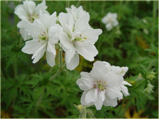 Bodziszek pełny biały Letnie Niebo