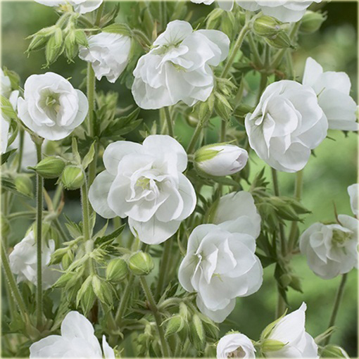 Bodziszek pełny biały Letnie Niebo