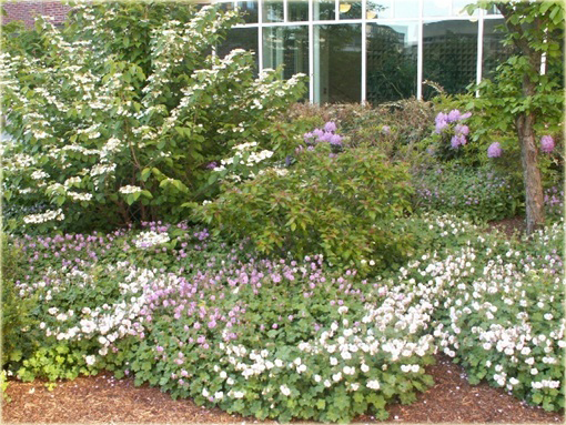 Bodziszek pełny biały Letnie Niebo