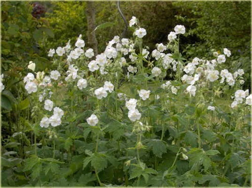 Bodziszek pełny biały Letnie Niebo