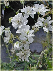 Bodziszek pełny biały Letnie Niebo